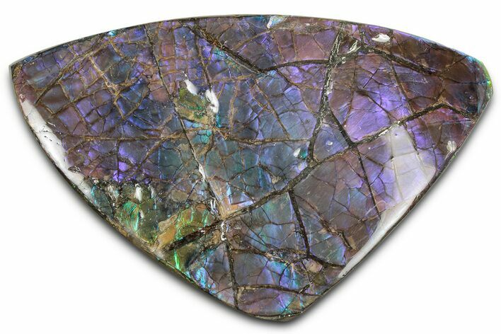 Iridescent Ammolite (Fossil Ammonite Shell) - Purples & Blues #350360